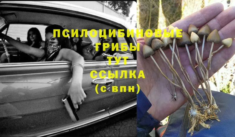 Псилоцибиновые грибы Psilocybe  Волоколамск 